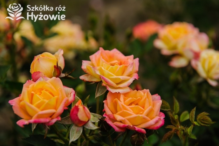 sadzonki róż ze Szkółki róż Hyżowie