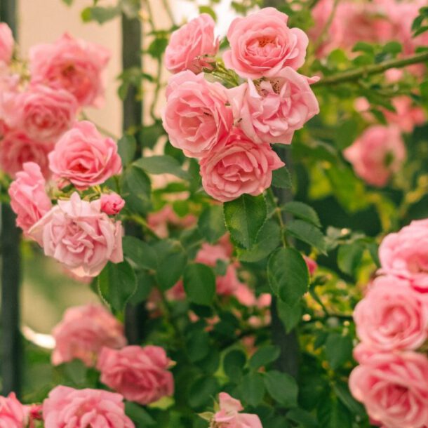 róże pnące zakupione w szkółce róż